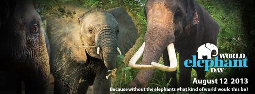 World Elephant Day 2013 Save the elephants from extinction