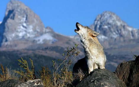 wolf-howling fanpop