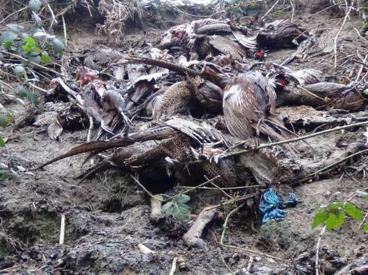 Dumped pheasants Polesdon